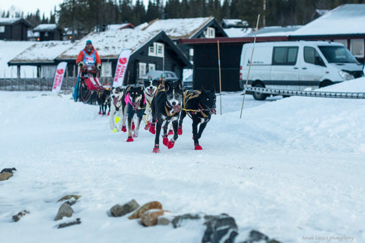 Mush Synnfjell - had visitors from international mushers. Lance Mackey was one of them.