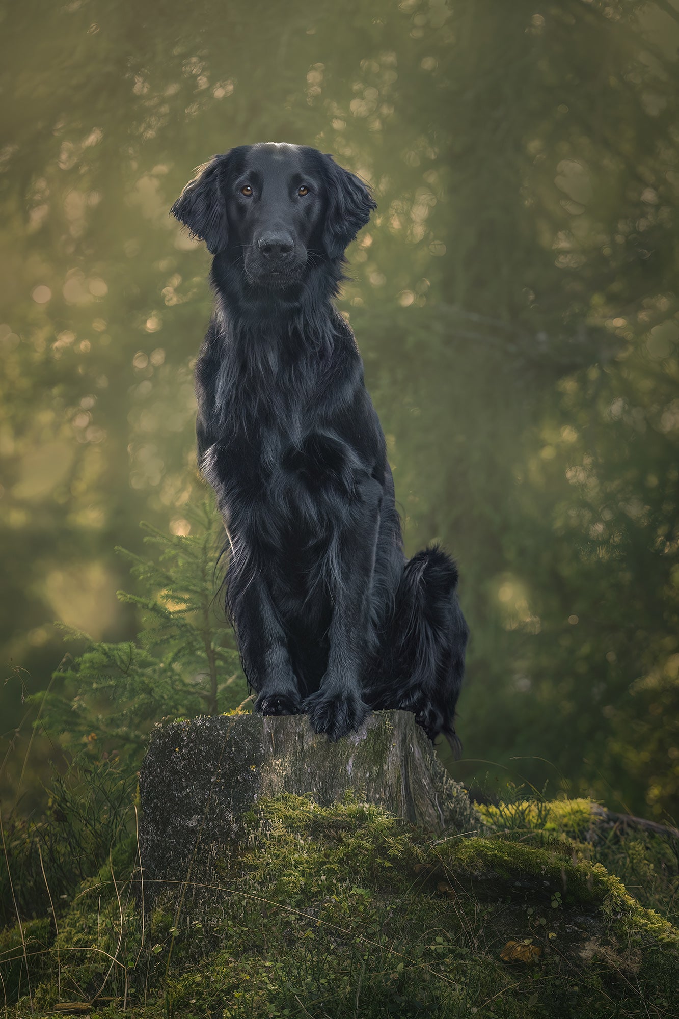 Dog Photography