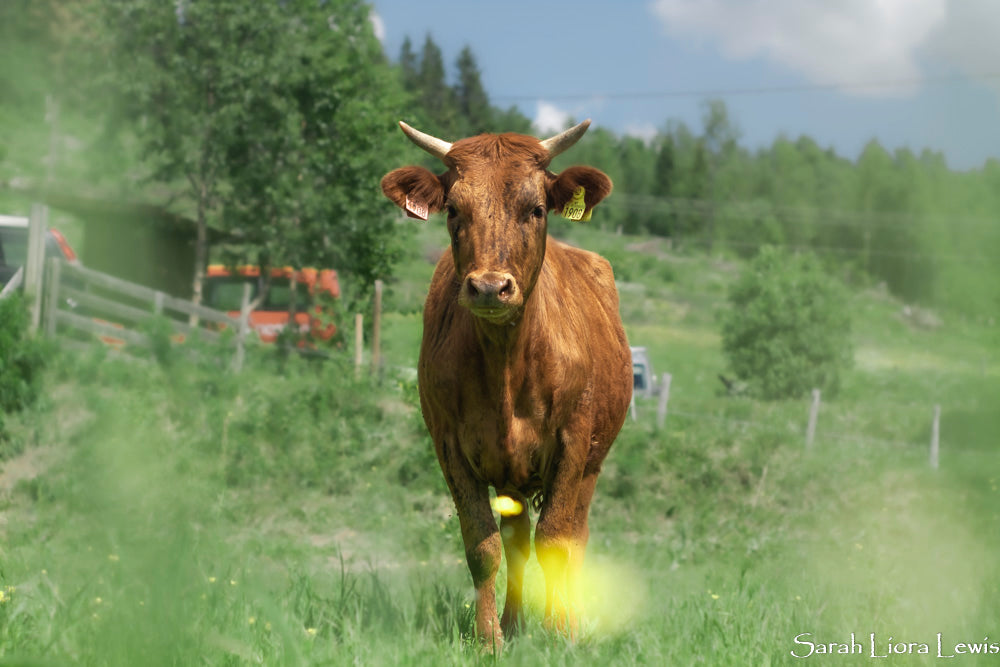 Farm/Pet Photography