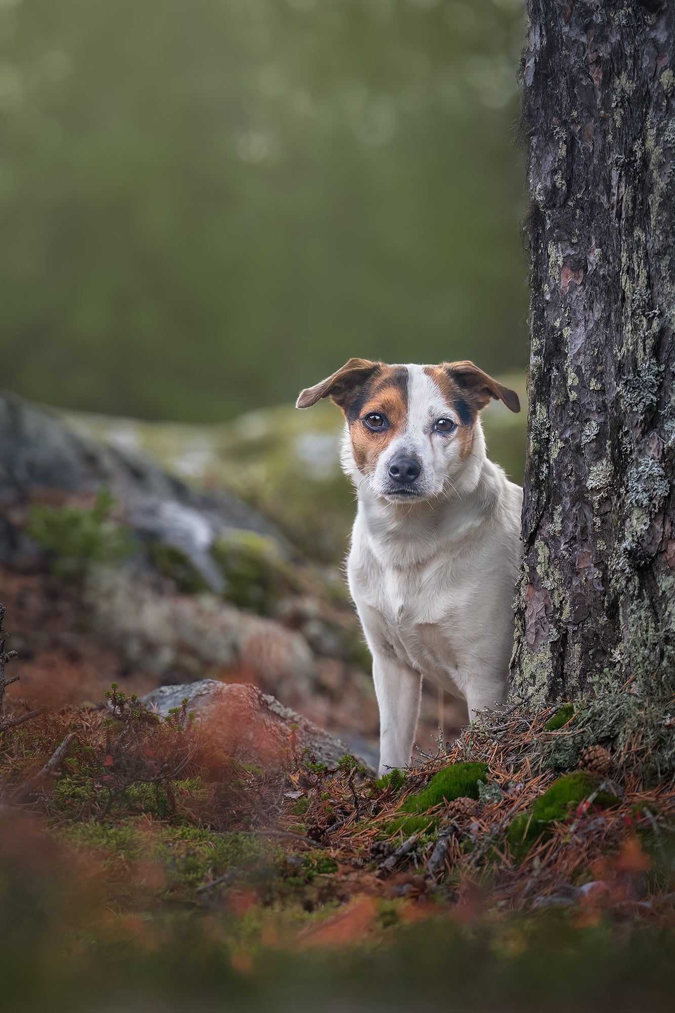 Dog Photography
