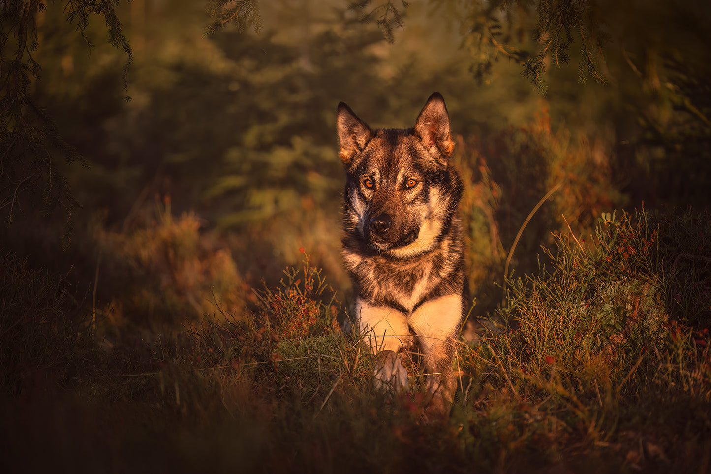 Dog Photography