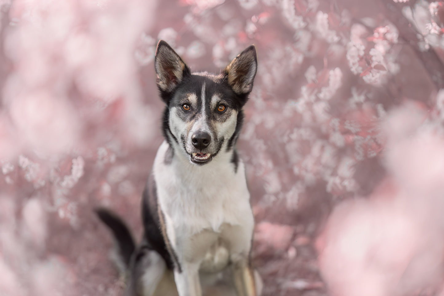 Dog Photography
