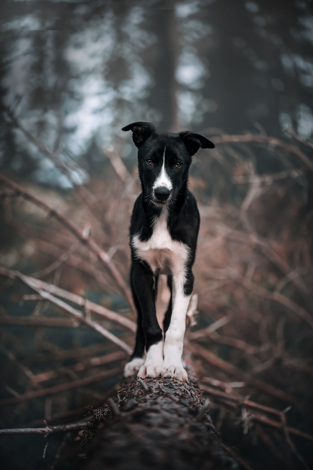 Dog Photography