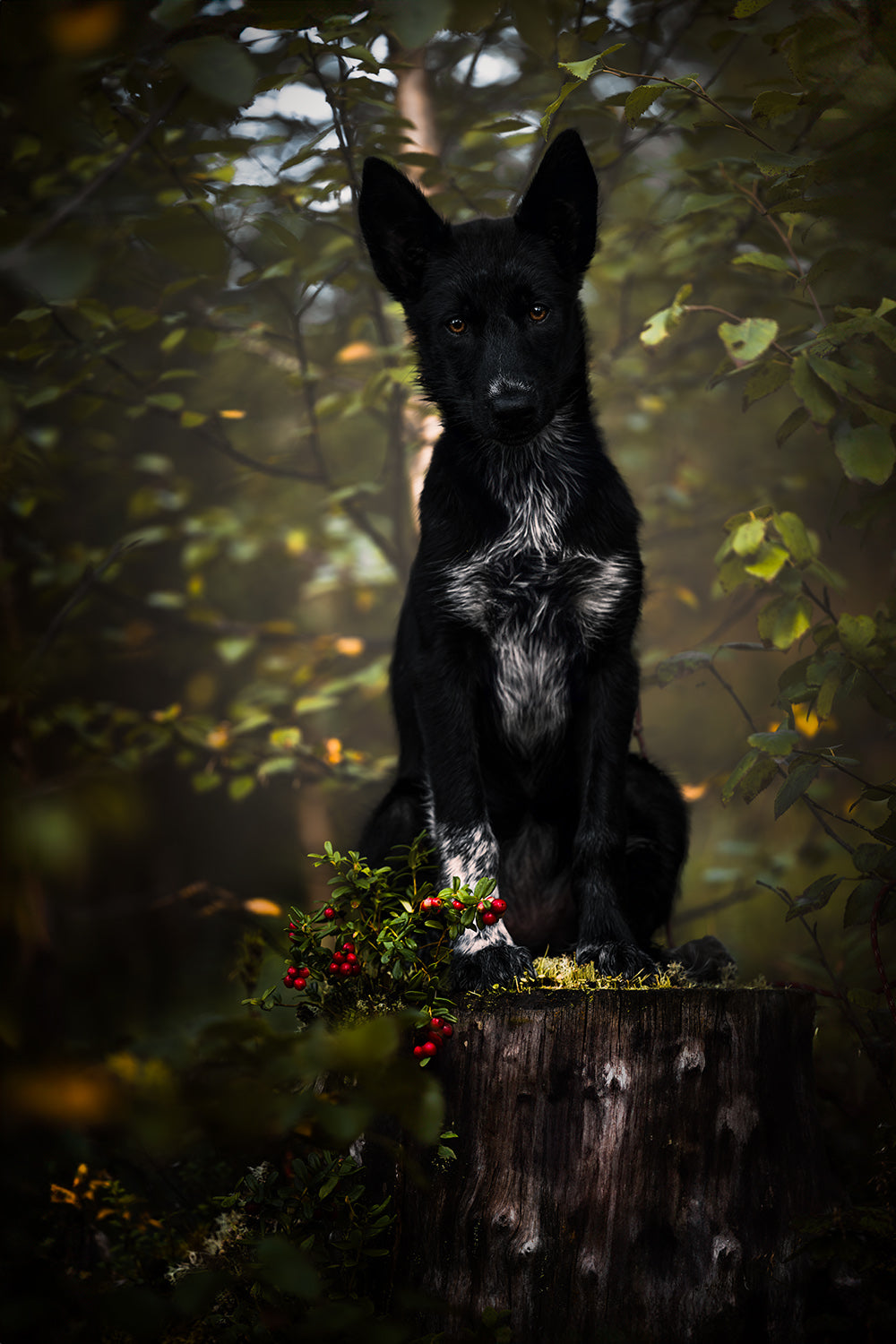 Dog Photography