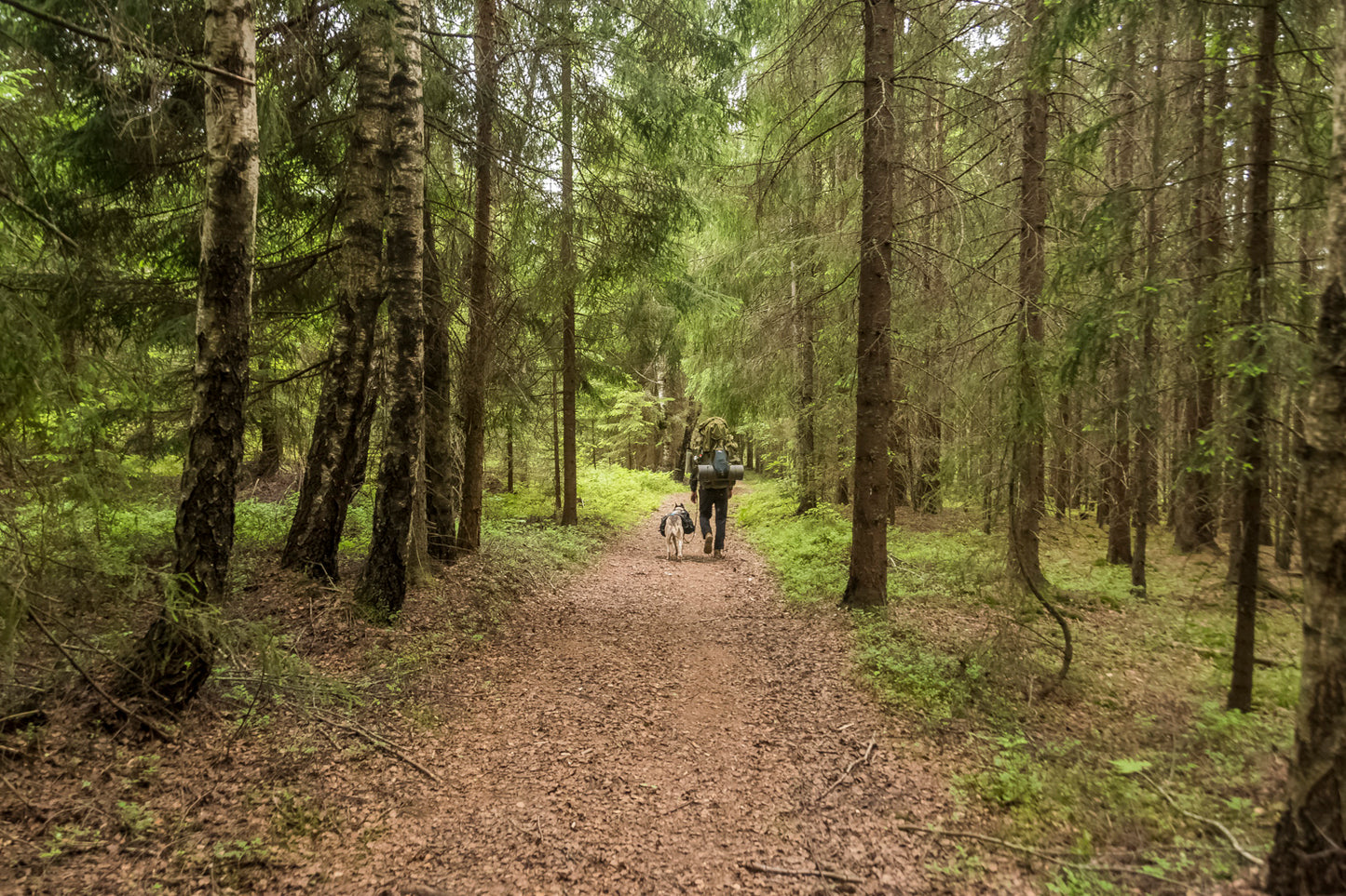 Husky hiking, the escape to sweden during WWII