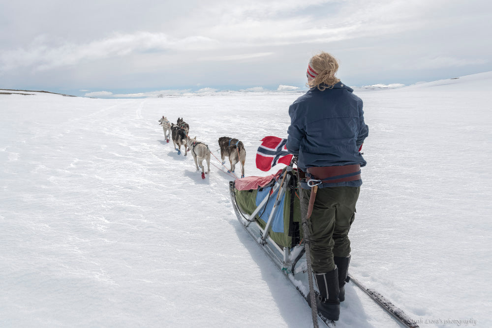 Hundekjøring for en dag