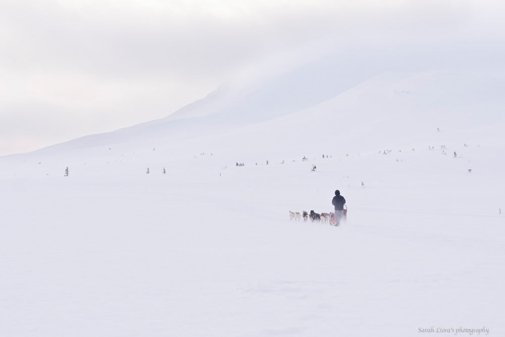 Hundekjøring rundt Synnfjellet