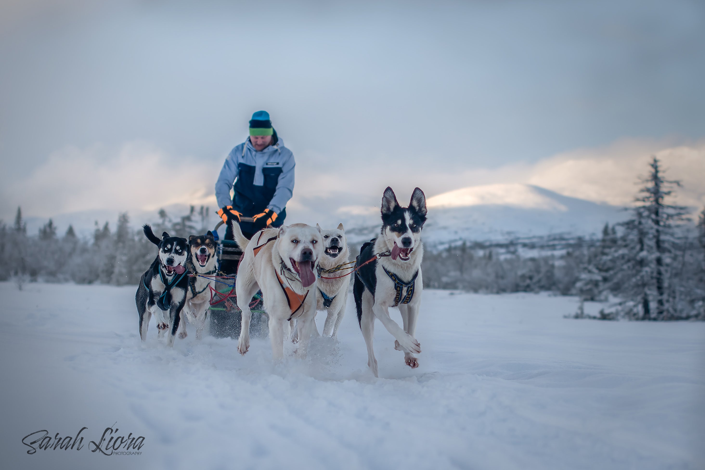 NANNA'S HALF A DAY DOG SLEDDING TRIP 15 km – Fjellpoter