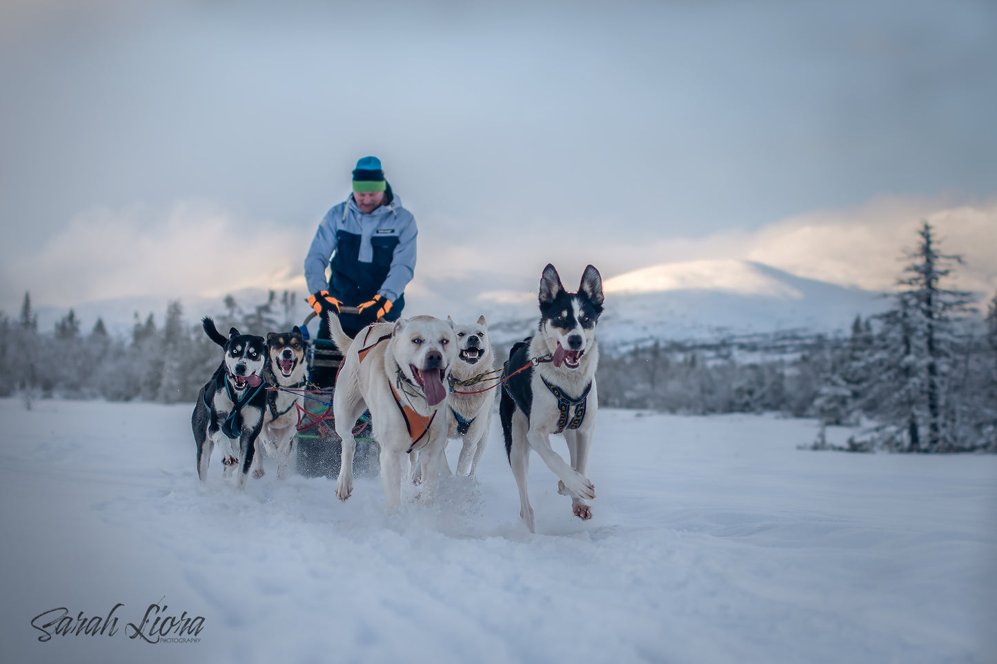 Hundesledetur i vakre Synnfjellet. Aktivitet for barn