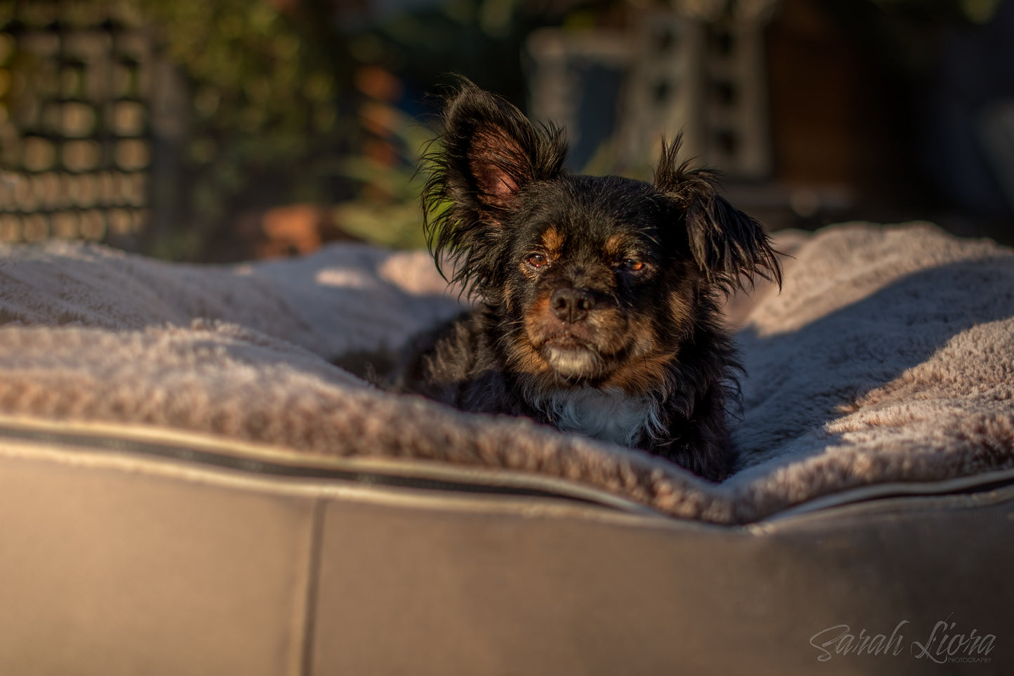 Dog Photography