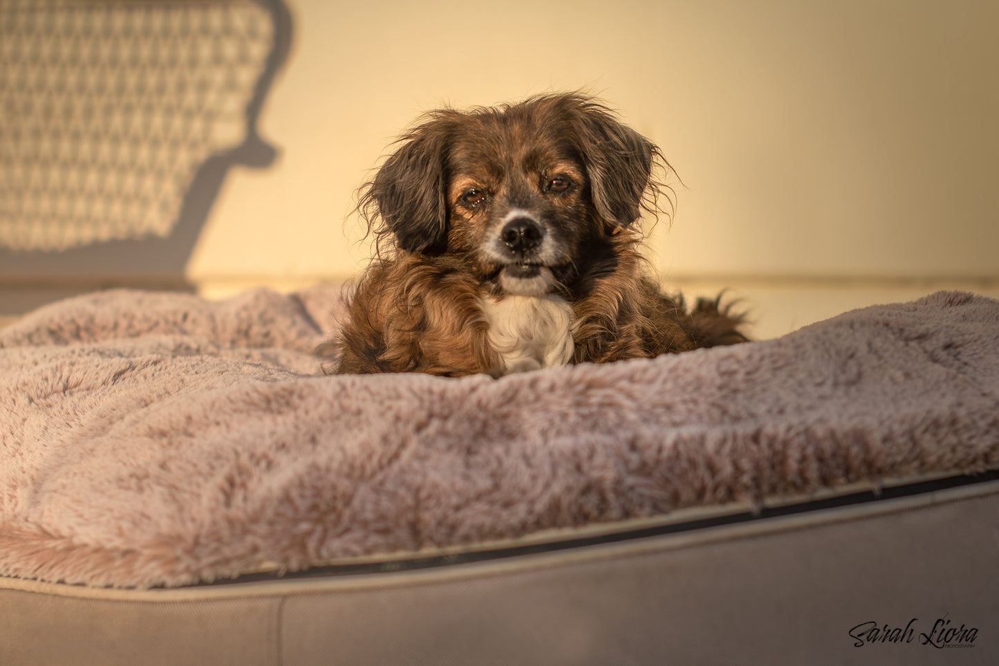 Dog Photography