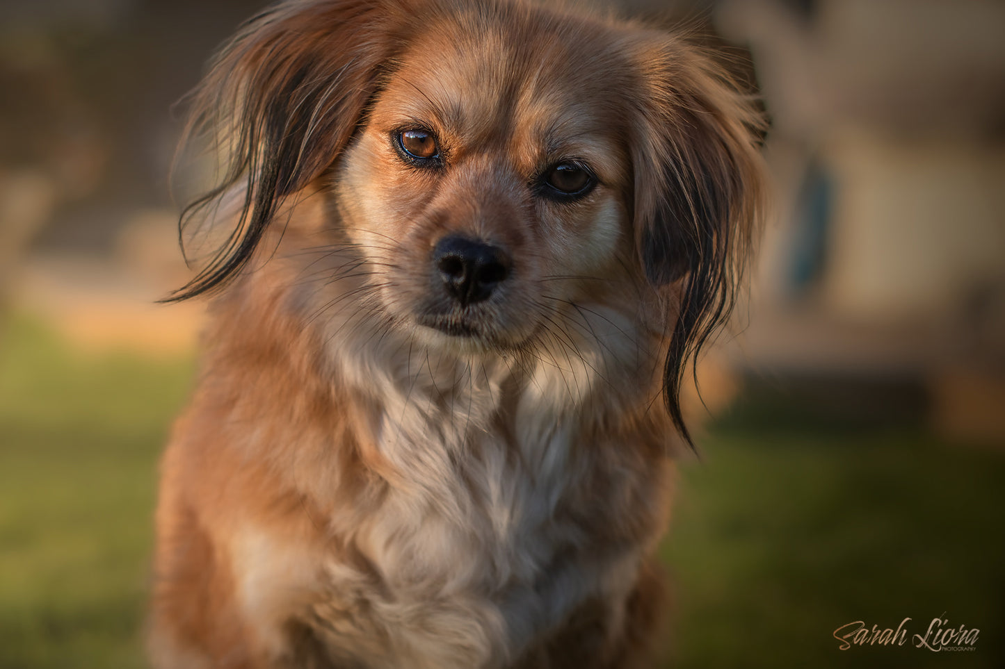 Dog Photography