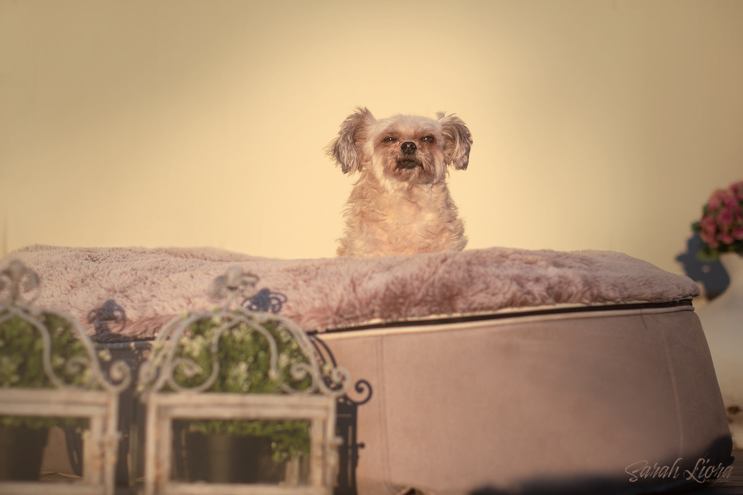 Dog Photography