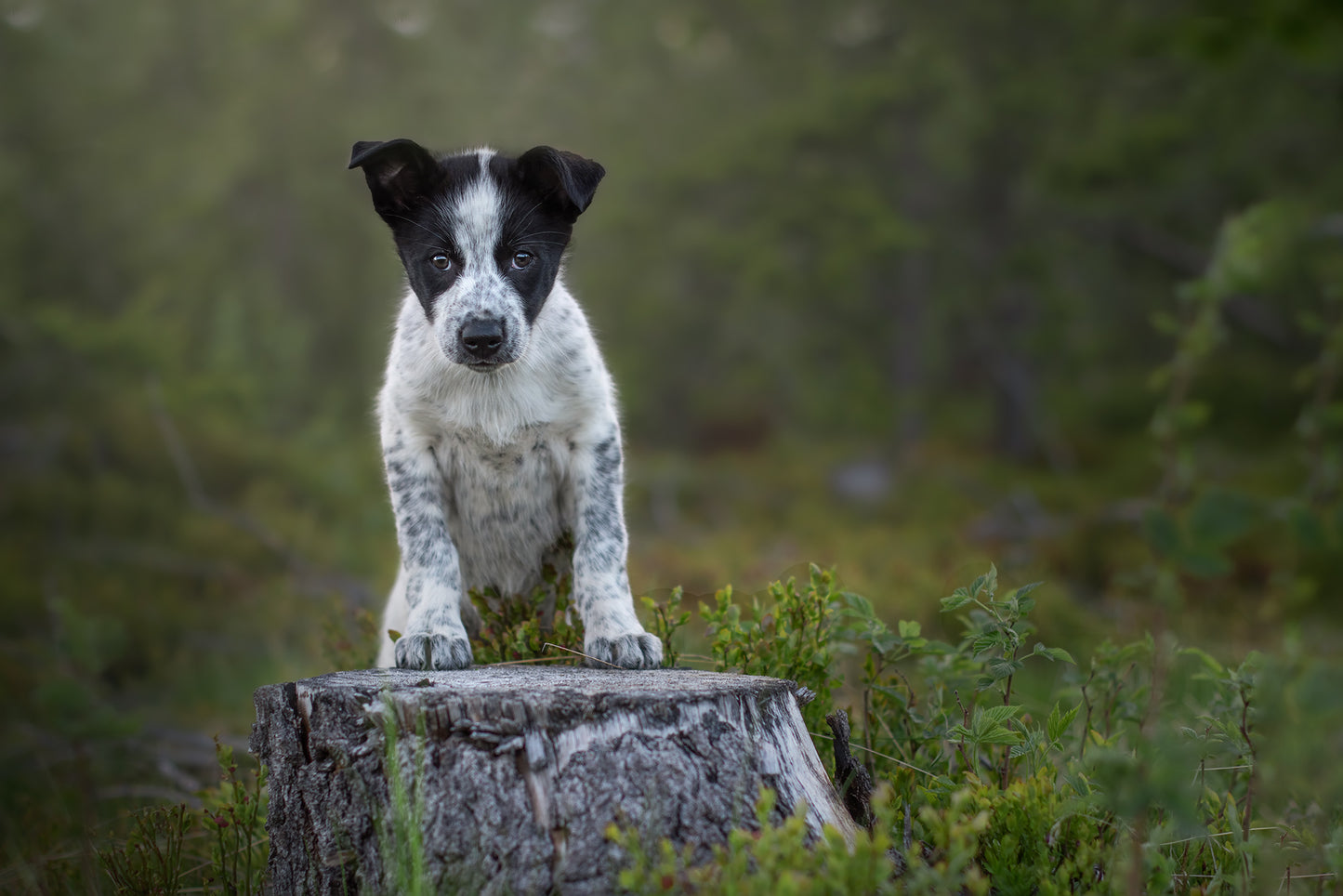 Dog Photography