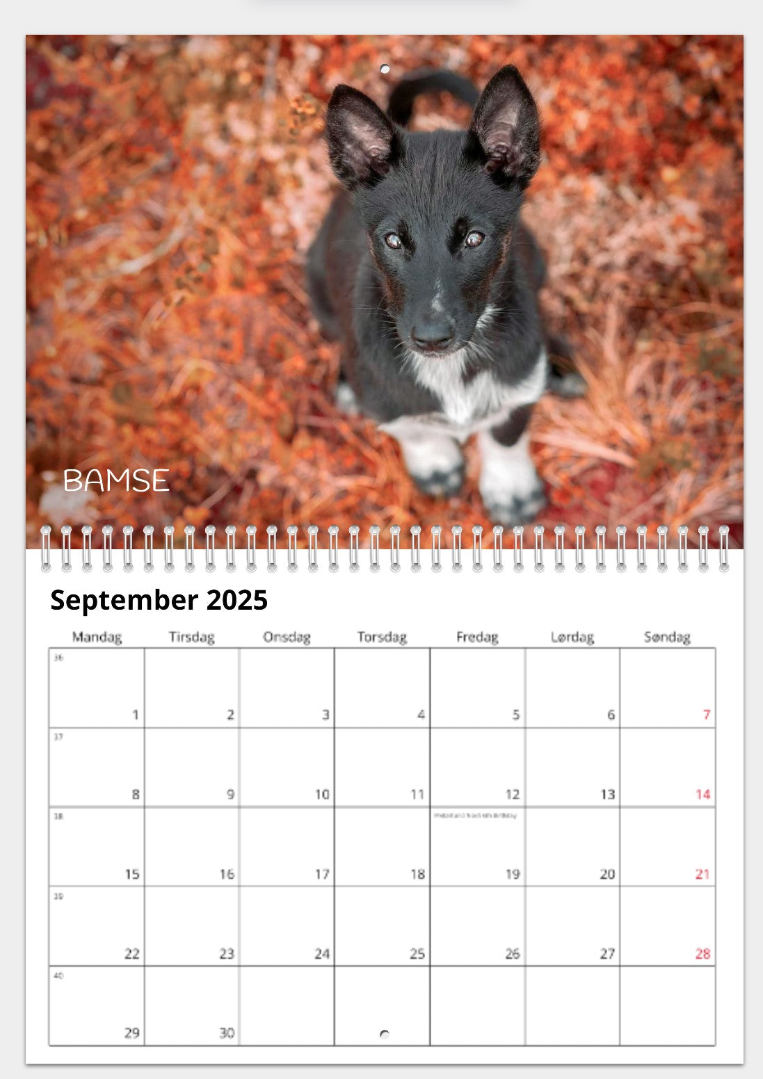 CALENDAR FROM THE DOGS