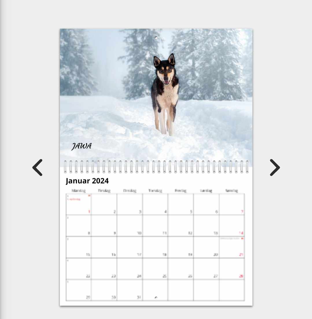Januar 2024, Alaska Husky vinter