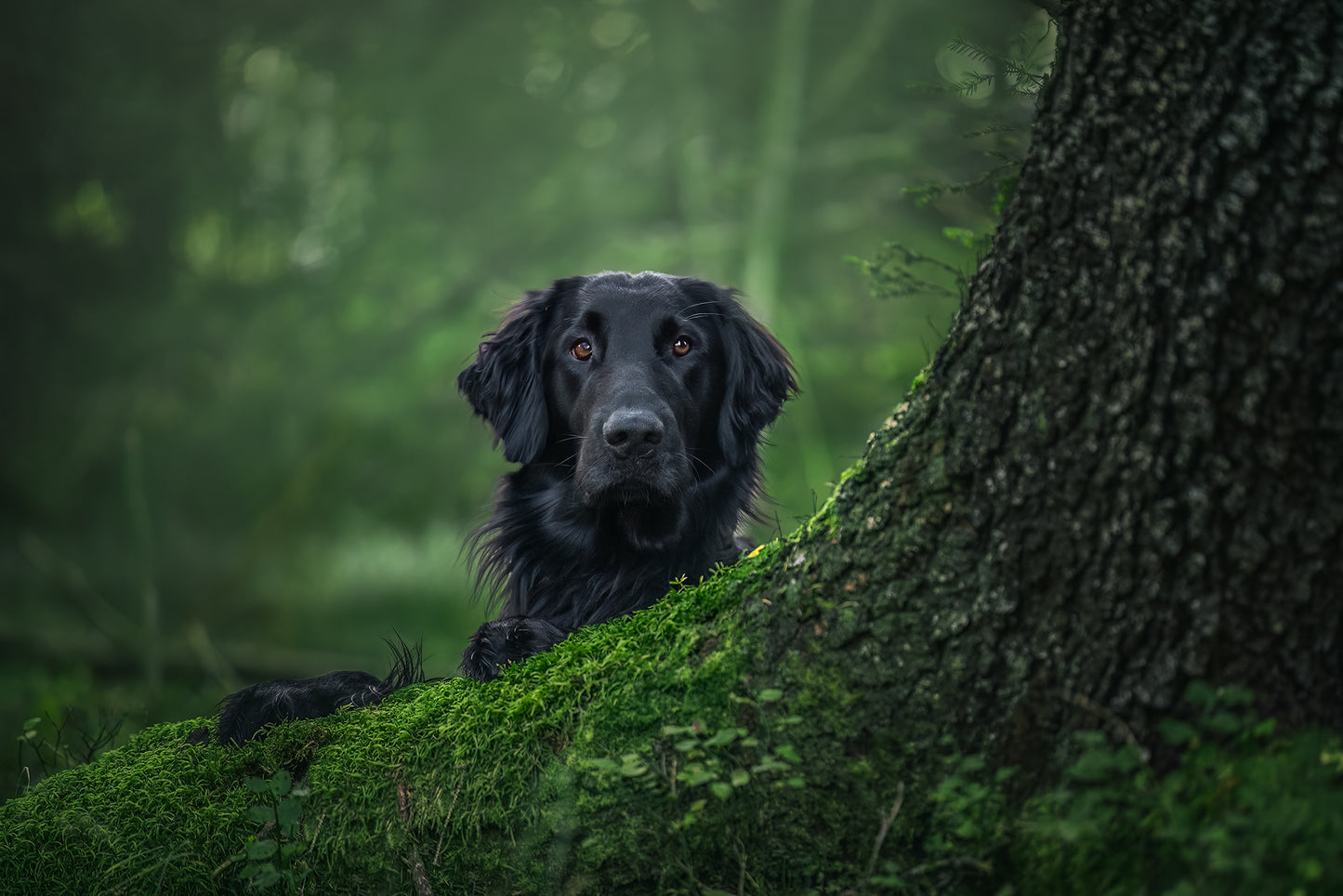 HUNDEFOTOGRAFERING