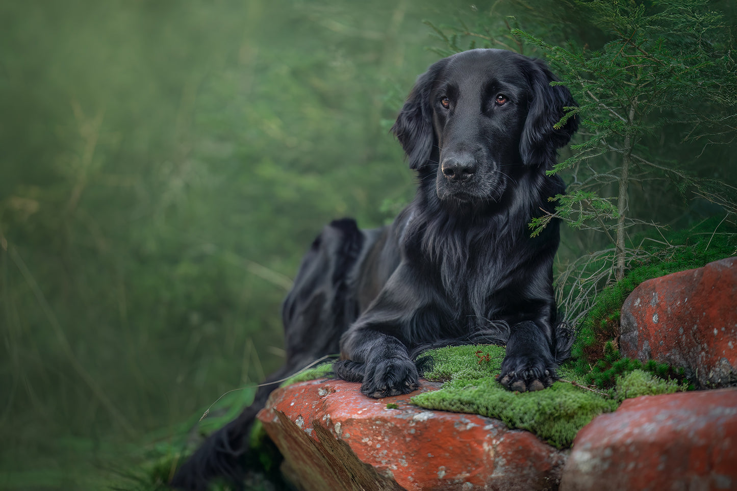 HUNDEFOTOGRAFERING