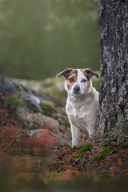 HUNDEFOTOGRAFERING