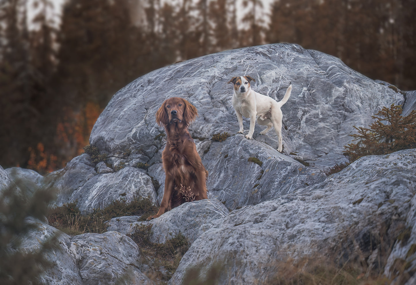 HUNDEFOTOGRAFERING