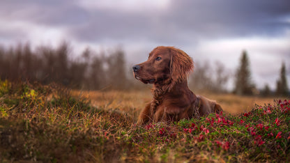 HUNDEFOTOGRAFERING