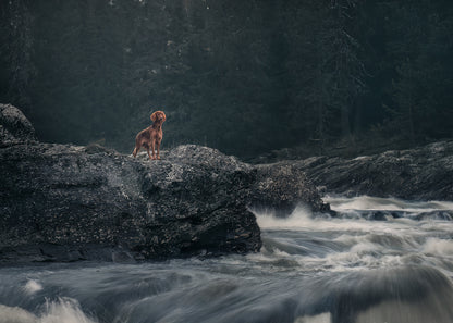 HUNDEFOTOGRAFERING