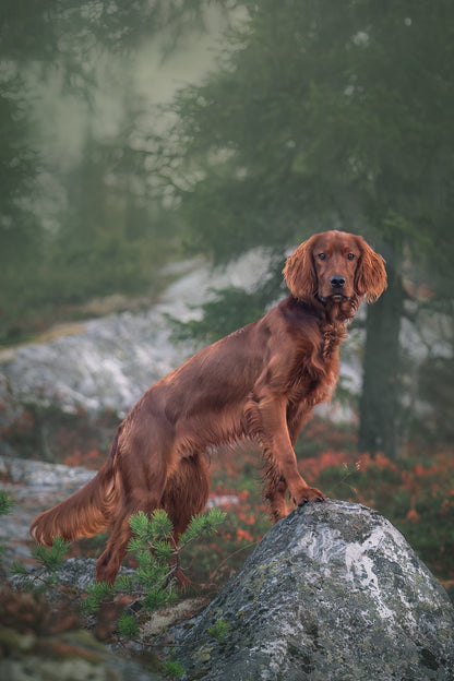 HUNDEFOTOGRAFERING