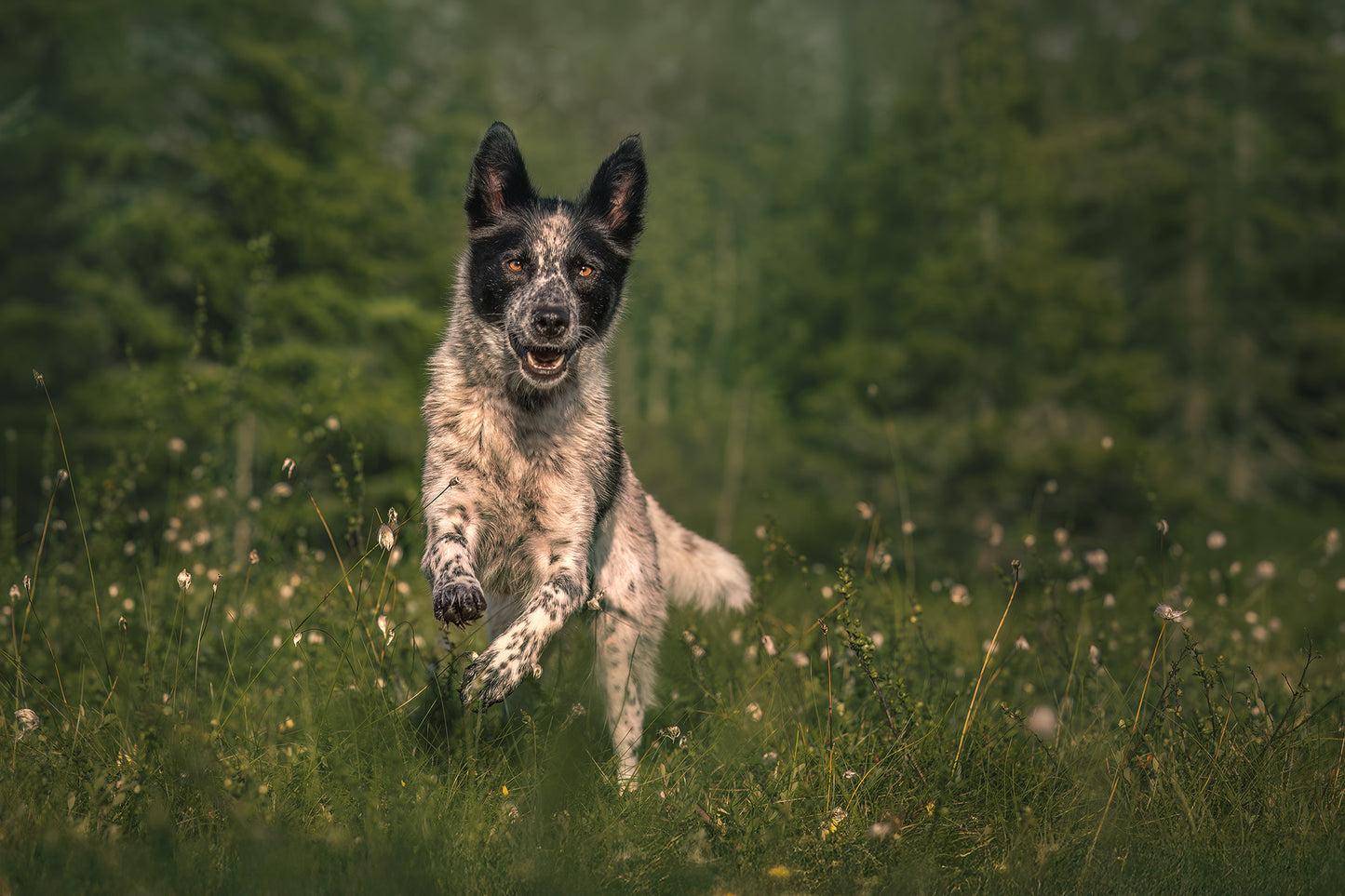 HUNDEFOTOGRAFERING