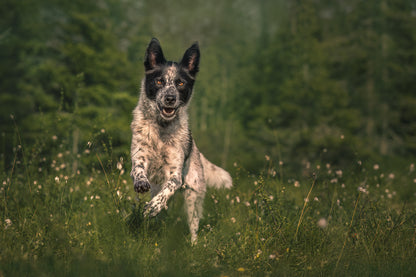 HUNDEFOTOGRAFERING