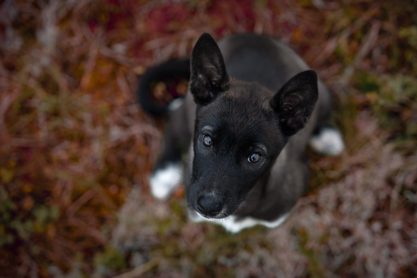 HUNDEFOTOGRAFERING