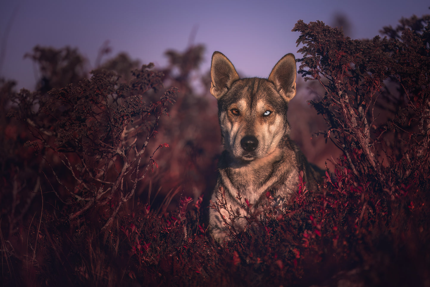 HUNDEFOTOGRAFERING