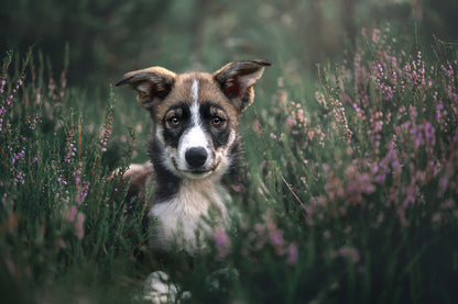 HUNDEFOTOGRAFERING