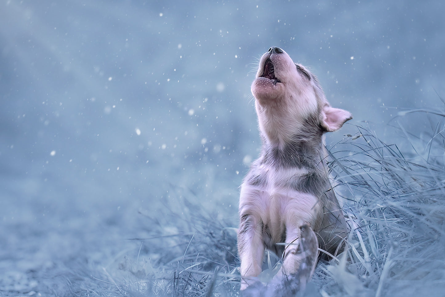 HUNDEFOTOGRAFERING