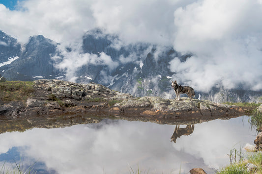 fjelltur med hund til Litlefjell, utsikt til trollveggen
