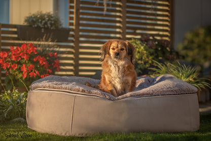 HUNDEFOTOGRAFERING