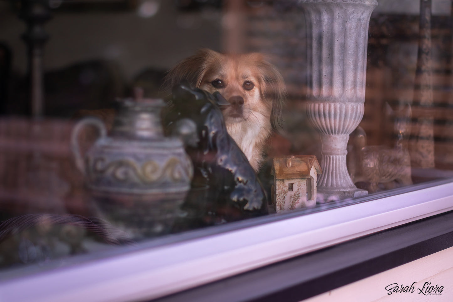 HUNDEFOTOGRAFERING