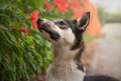 HUNDEFOTOGRAFERING