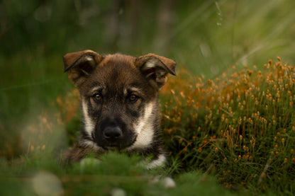 HUNDEFOTOGRAFERING