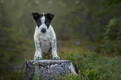 HUNDEFOTOGRAFERING